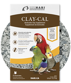 Bird Food