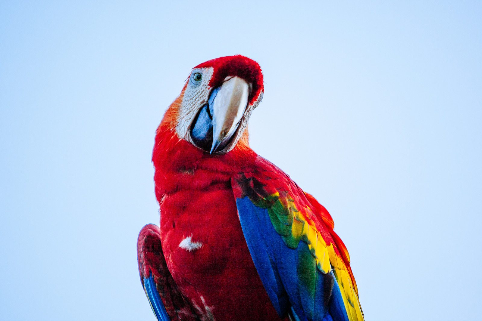 birds