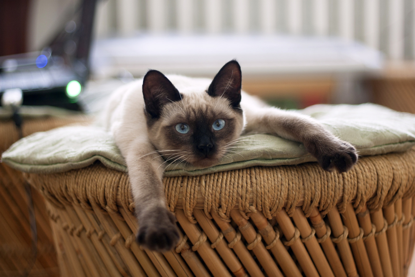 cats